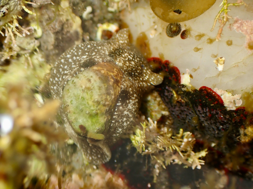 Haminoea virescens