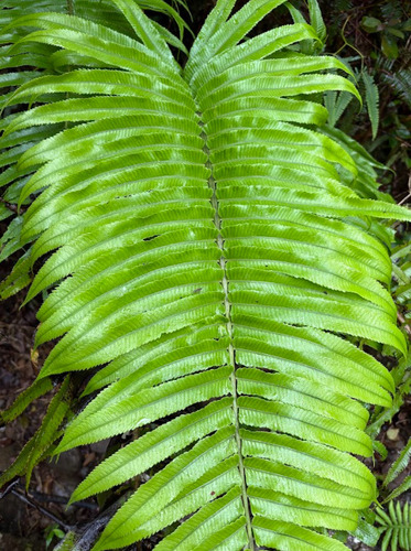 Menisciopsis cyatheoides observed 2026-05-02