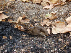 Ctenomys talarum