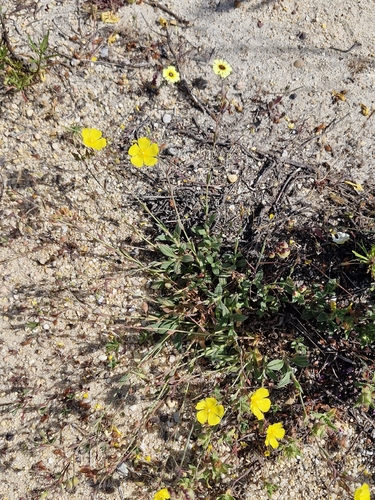 Tuberaria lignosa, photograph 5