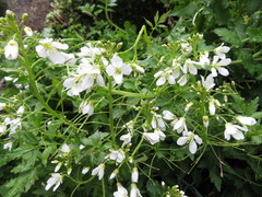 Cardamine appendiculata