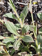 Tuberaria lignosa, photograph (c) ahabo, some rights reserved (CC BY)