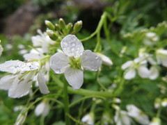 Cardamine appendiculata