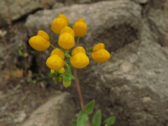 Calceolaria glandulosa, photograph (c) Nicolás Lavandero, some rights reserved (CC BY)