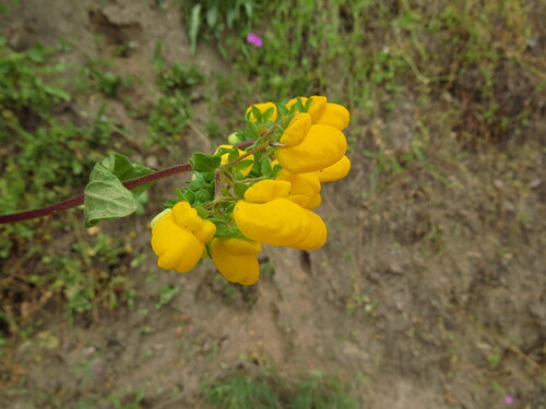 Calceolaria glandulosa, photograph 3
