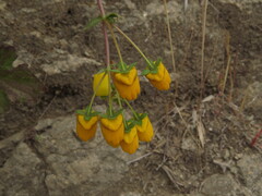 Calceolaria glandulosa, photograph (c) Nicolás Lavandero, some rights reserved (CC BY)
