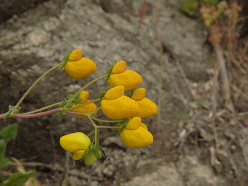 Calceolaria glandulosa, photograph 5