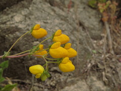 Calceolaria glandulosa, photograph (c) Nicolás Lavandero, some rights reserved (CC BY)