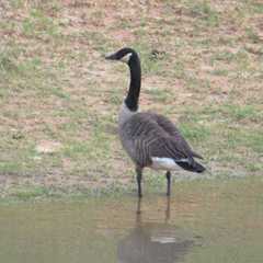 Branta canadensis