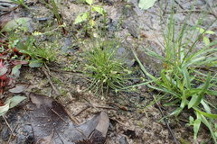 Isolepis pseudosetacea