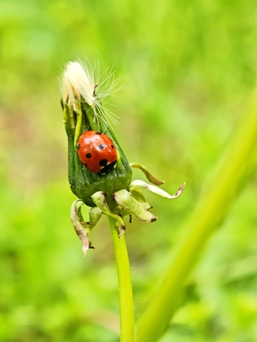 Seven-spotted Lady Beetle