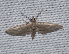 Eupithecia longidens