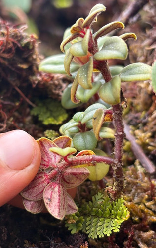 Peperomia ellipticibacca observed 2026-05-02