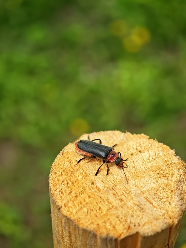 Rustic Sailor Beetle