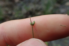 Isolepis pseudosetacea
