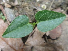 Vigna angularis nipponensis
