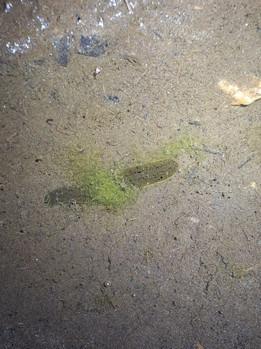 Horse Leech