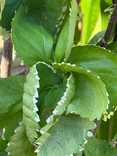 Copperleaf