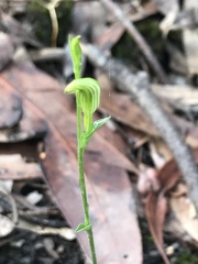 Pterostylis parviflora