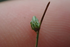 Isolepis pseudosetacea