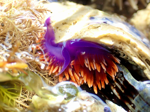 Flabellinopsis iodinea