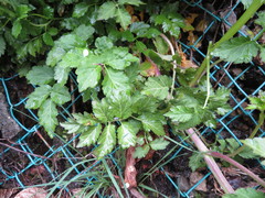Cardamine appendiculata