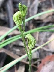 Pterostylis parviflora