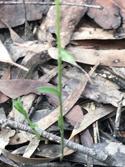 Pterostylis parviflora