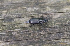 Platycerus