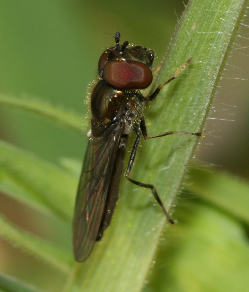 Platycheirus sticticus