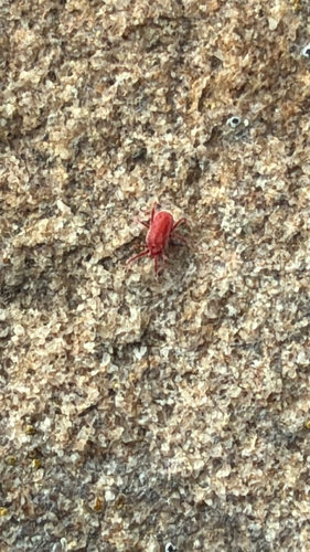 Common Chigger