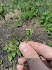 Silene multinervia