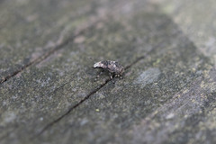 Euparius