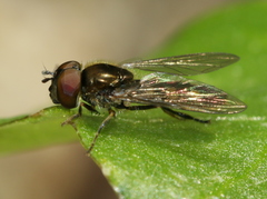 Platycheirus splendidus