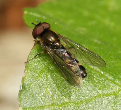 Splendid Sedgesitter (platycheirus Splendidus) · Inaturalist