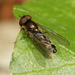 Platycheirus scutatus - Photo (c) Sandy Rae, some rights reserved (CC BY-SA)