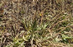 Plantago serraria, photograph (c) ahabo, some rights reserved (CC BY)
