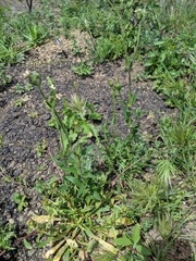 Silene multinervia