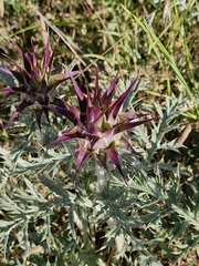 Cynara algarbiensis, photograph (c) ahabo, some rights reserved (CC BY)