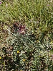 Cynara algarbiensis, photograph (c) ahabo, some rights reserved (CC BY)