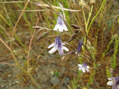 Conanthera campanulata, photograph (c) Nicolás Lavandero, some rights reserved (CC BY)
