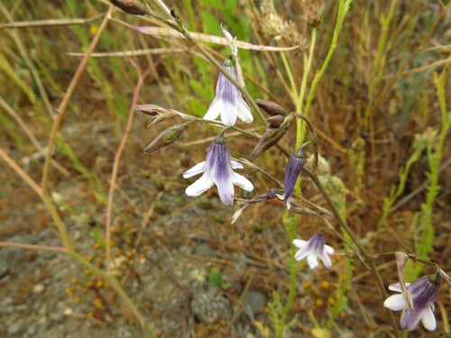 Conanthera campanulata, photograph 6