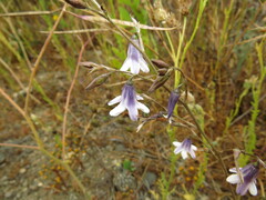 Conanthera campanulata, photograph (c) Nicolás Lavandero, some rights reserved (CC BY)