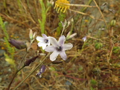 Conanthera campanulata, photograph (c) Nicolás Lavandero, some rights reserved (CC BY)