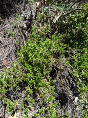 Galium cliftonsmithii