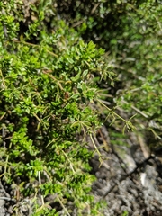 Galium cliftonsmithii
