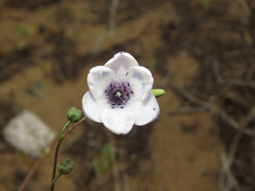 Conanthera campanulata