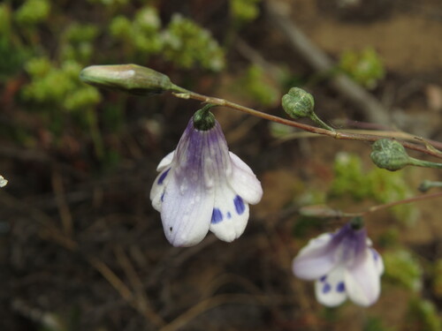 Conanthera campanulata, photograph 1