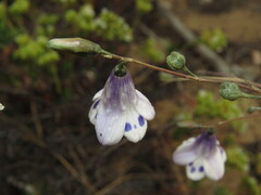 Conanthera campanulata, photograph (c) Nicolás Lavandero, some rights reserved (CC BY)