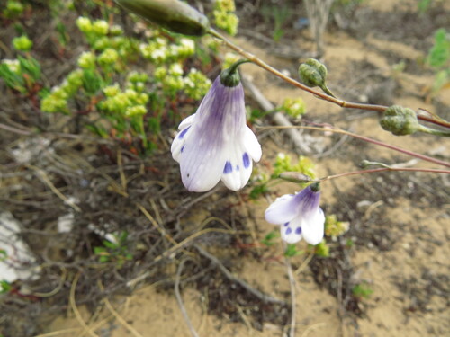 Conanthera campanulata, photograph 2